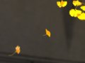 Ӱ֮