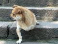 Ʒֻ͡飩